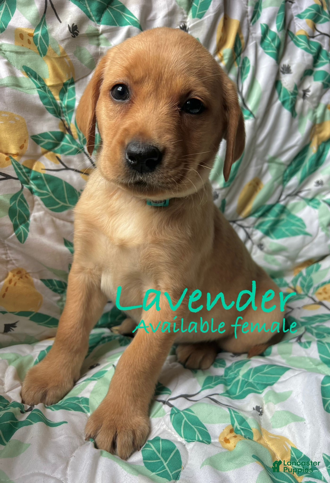 Labrador Retriever dogs Lavender - Ad 25