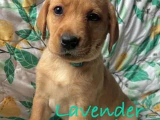 Labrador Retriever dogs Lavender - Ad 25