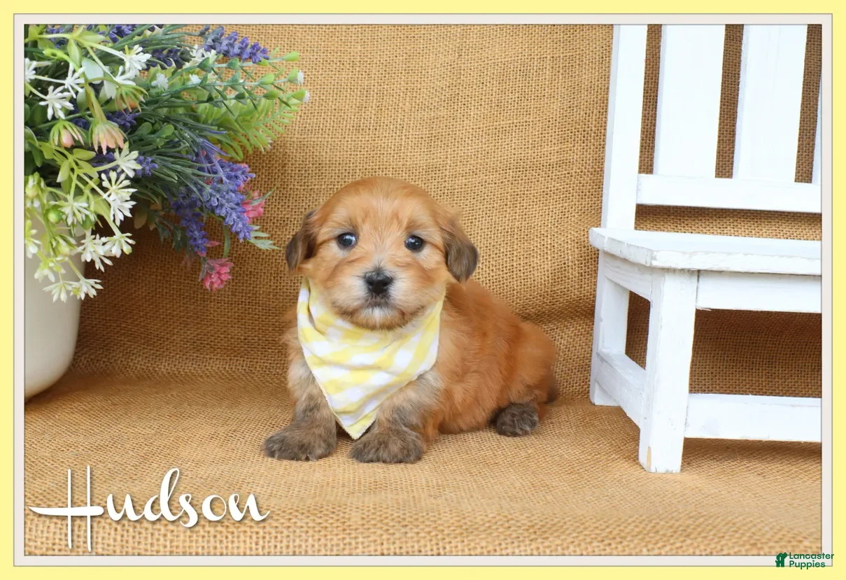 Havanese dogs Hudson - Ad 1