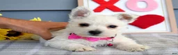 West Highland Terrier dogs for sale: Brianna - Ad 4