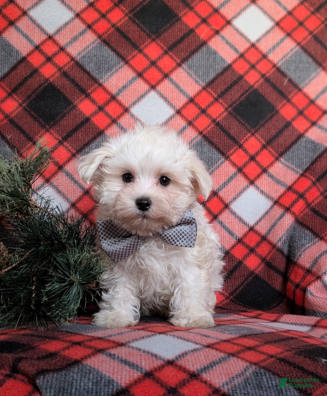 Maltese dogs for sale: Austin 7 lbs Full Grown - Ad 3