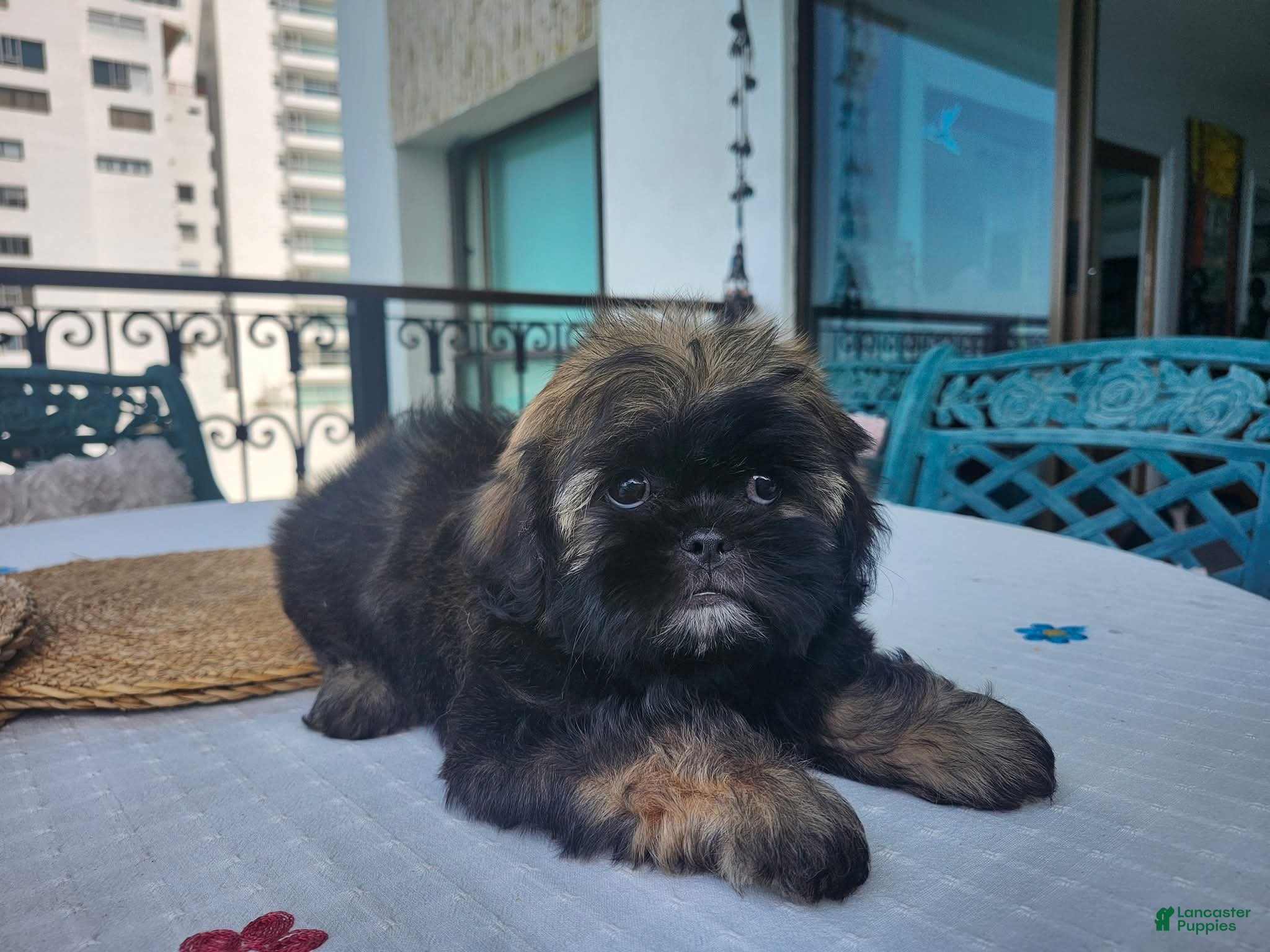 Shih Tzu dogs Bruno Tri Color  - Ad 2