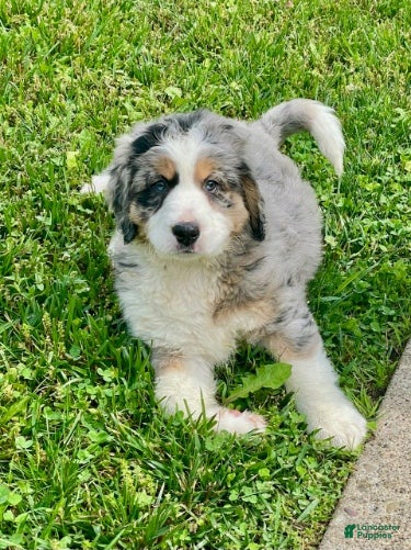 Mini Bernedoodle dogs Sadie bernedoodle blue merle genes  - Ad 1