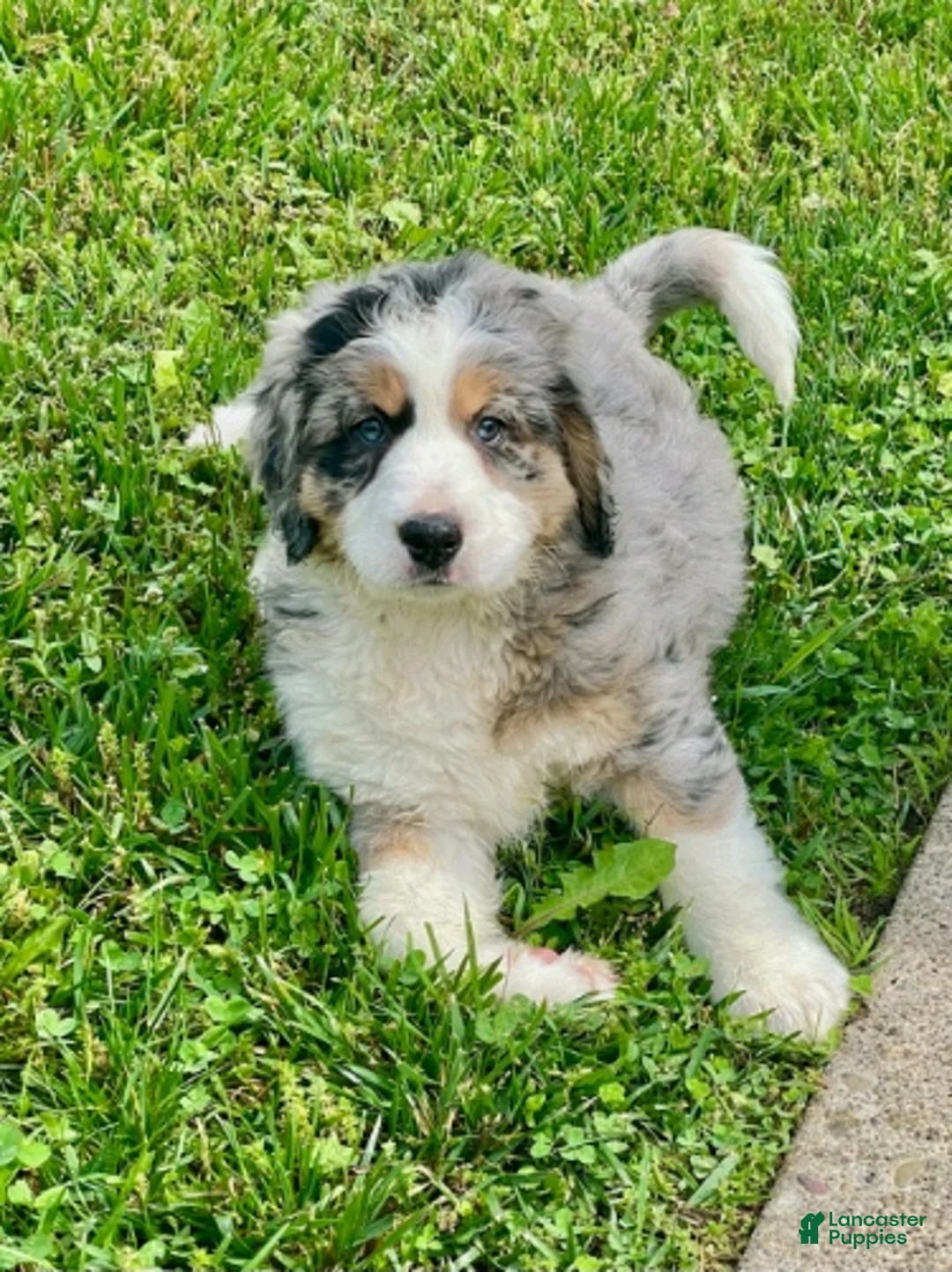 Mini Bernedoodle dogs for sale: Sadie bernedoodle blue merle genes  - Ad 1