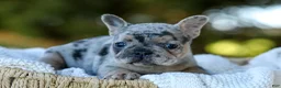 French Bulldog dogs for sale: Darla - Blue Merle - Ad 14