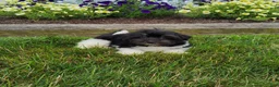 Havanese dogs for sale: Toby - Ad 16