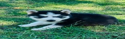 Siberian Husky dogs for sale: Siberian Husky 2 - Ad 5