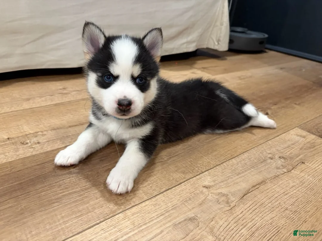 Pomsky dogs for sale: Clover - Ad 1