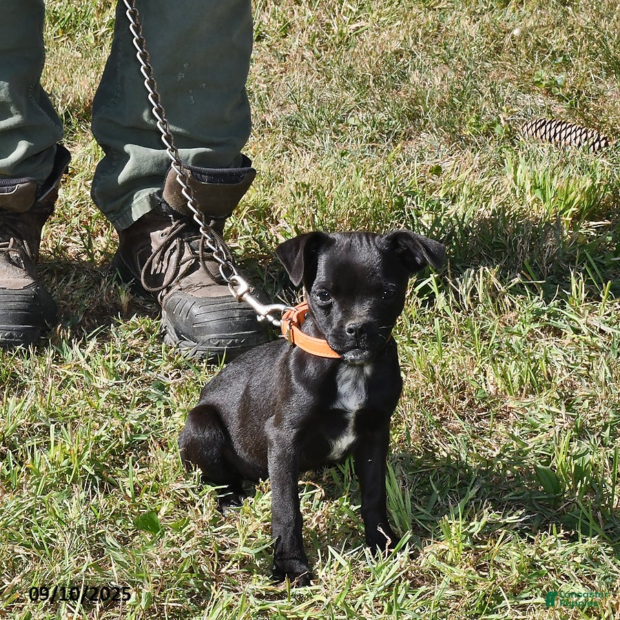 Mixed Breed dogs Tiny - Ad 3