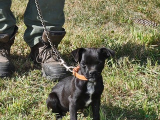 Mixed Breed dogs Tiny - Ad 8