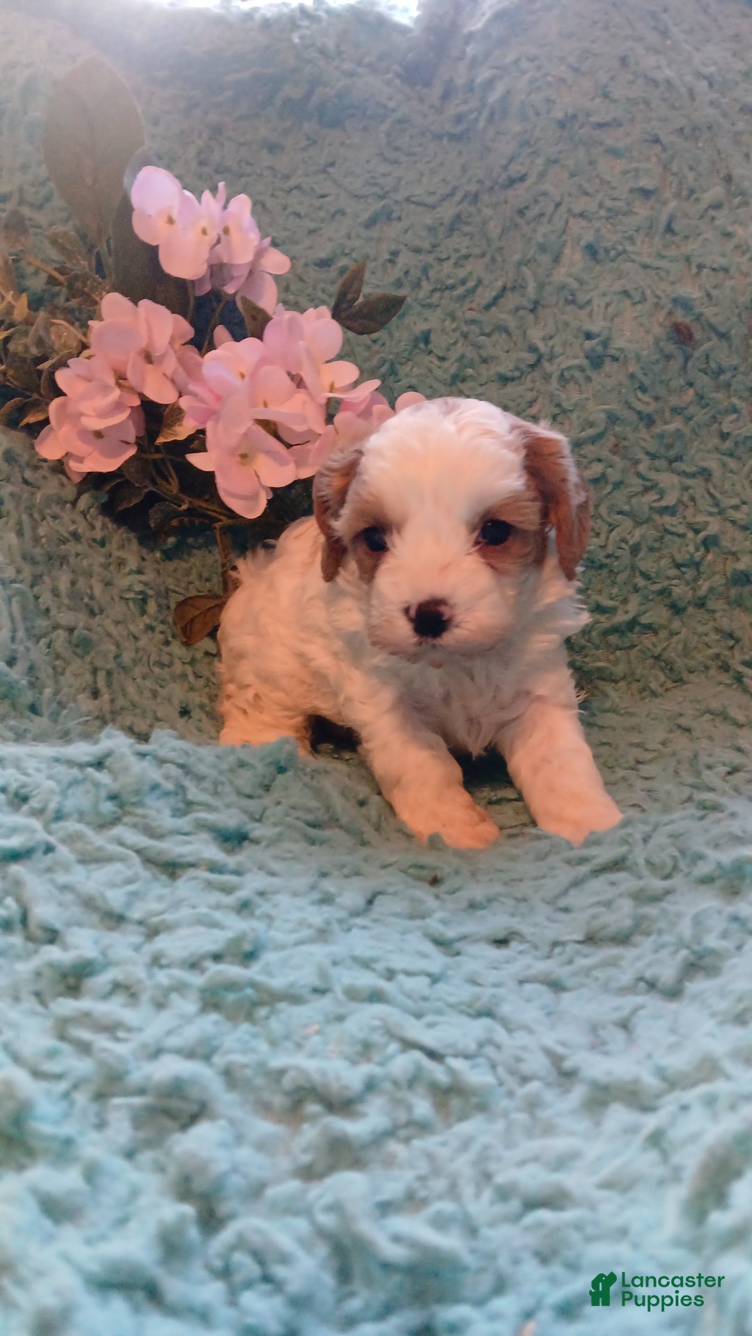 Cavapoo dogs for sale: Daisy - Ad 13
