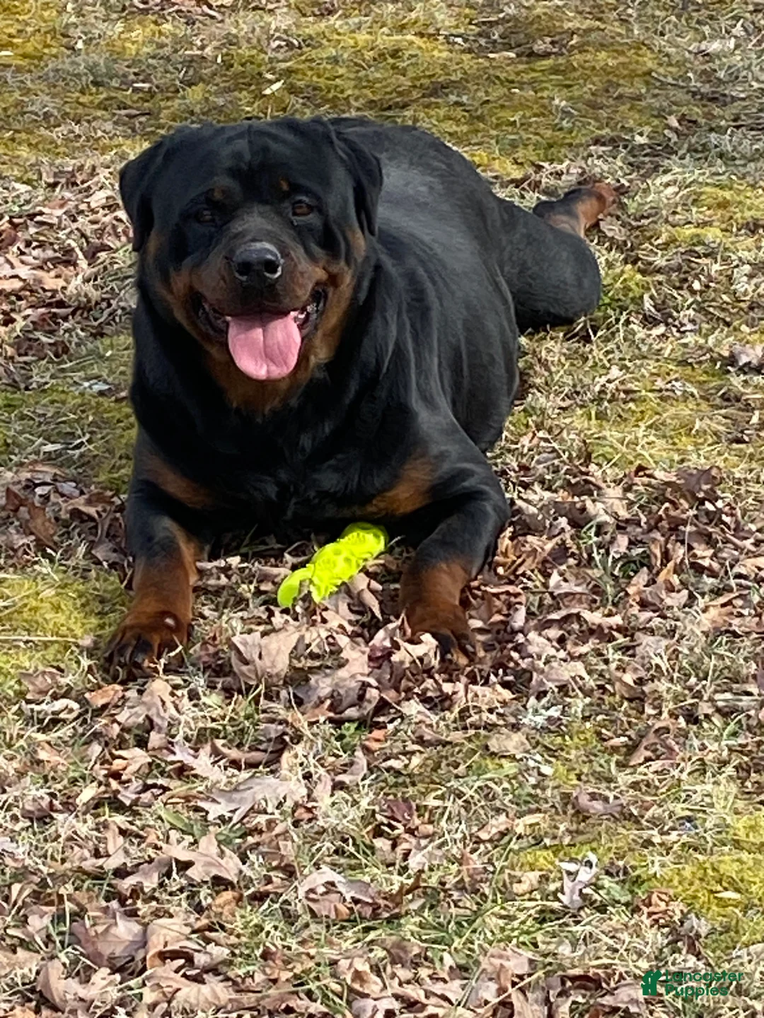 Rottweiler dogs for sale: Rottweiler Puppy 3 - Ad 2