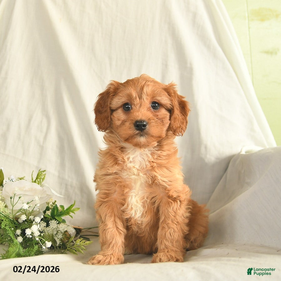 Mixed Breed dogs Misty  - Ad 1