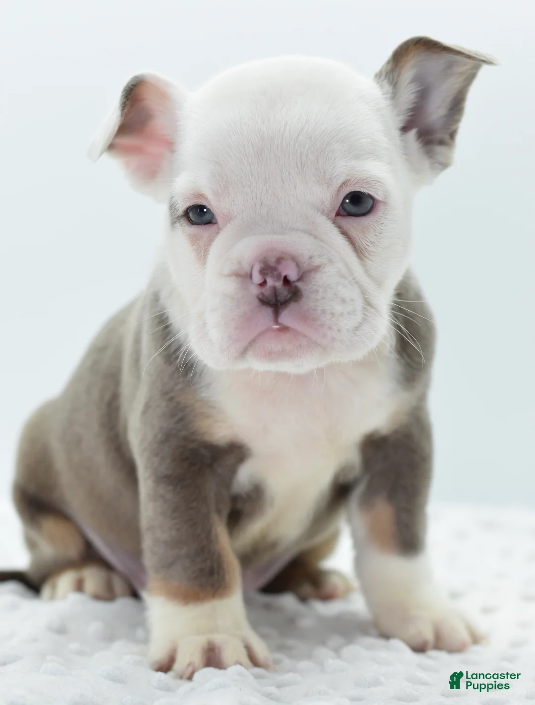 Mixed Breed dogs for sale: Lily tricolor hybrid  - Ad 6