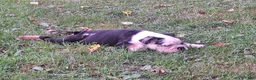 English Bulldog dogs for sale: ElVIS  - Ad 3