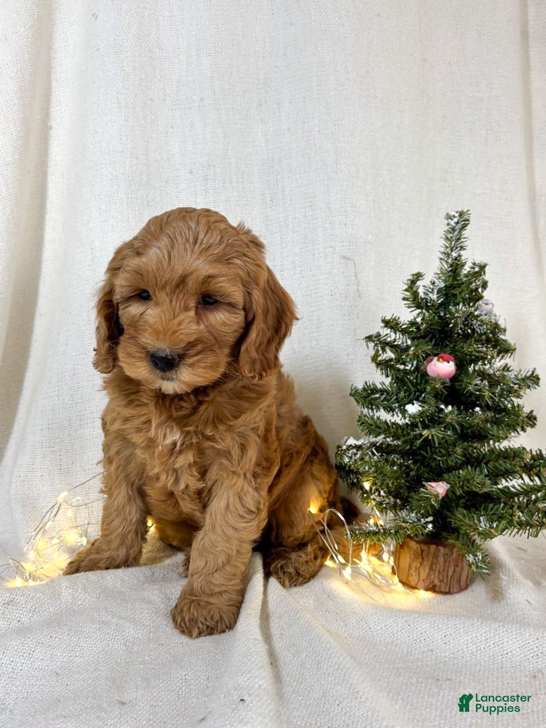 Mini Goldendoodle dogs for sale: Pepper - Ad 7