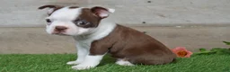 Boston Terrier dogs for sale: Brandon - Ad 4