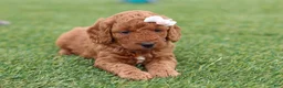 Mini Goldendoodle dogs for sale: Tonya - Ad 3