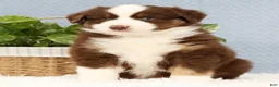 Miniature Australian Shepherd dogs for sale: Rusty - Ad 3
