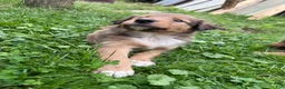 Mixed Breed dogs for sale: Miley - Ad 5