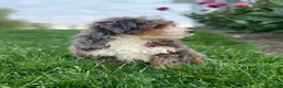 Mini Bernedoodle dogs for sale: Willow - Ad 3