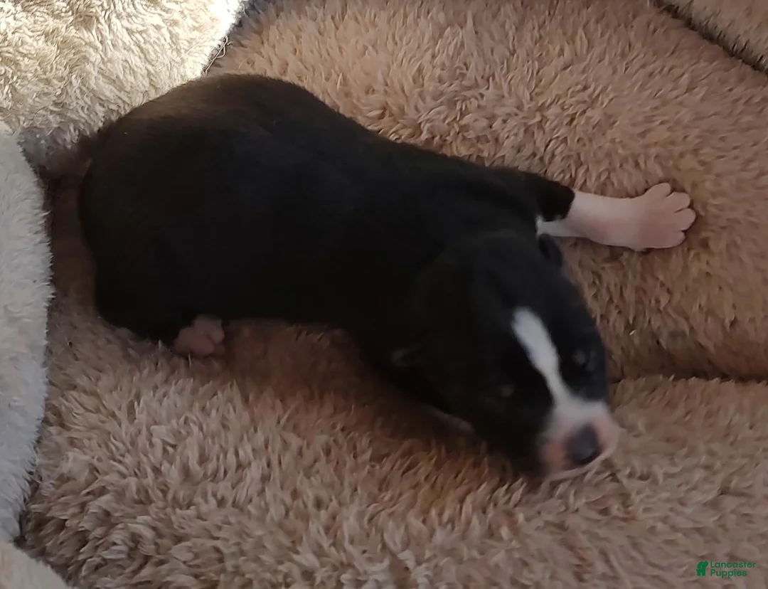 Siberian Husky dogs for sale: Siberian Husky Puppy 6 - Ad 13