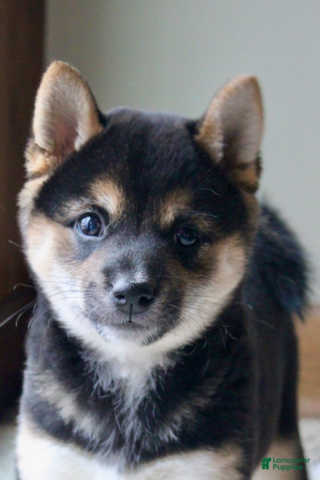 Shiba Inu dogs for sale: Shelby - Ad 6