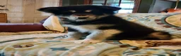 Alaskan Malamute dogs for sale: Alaskan Malamute Puppy 5 - Ad 12