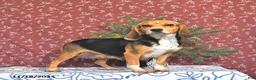Puggle dogs for sale: Sunnie - Ad 6