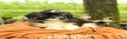 Shih Tzu dogs for sale: Zeke - Ad 3