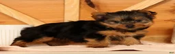 Yorkshire Terrier dogs for sale: Zoe - Ad 8