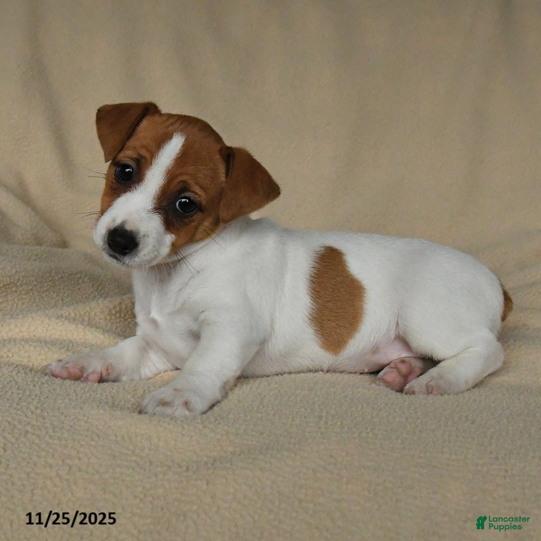 Jack Russell Terrier dogs for sale: Holly - Ad 3