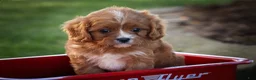 Cavapoo dogs for sale: Katie 🎀 - Ad 1