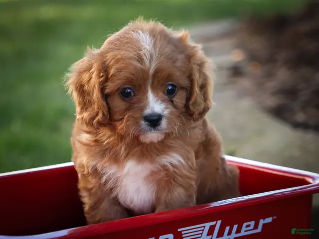 Cavapoo dogs Katie 🎀 - Ad 1