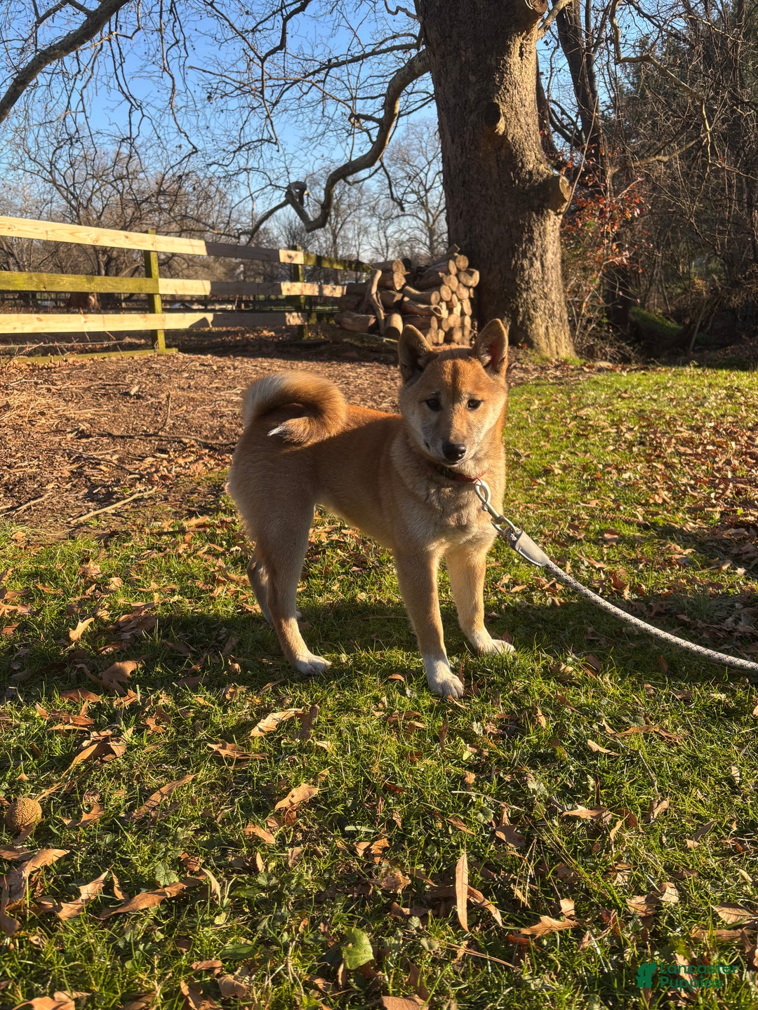 Shiba Inu dogs for sale: Amerika - Ad 2