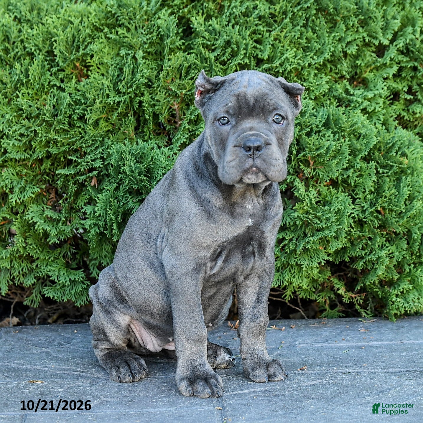 Cane Corso dogs Legacy - Ad 1