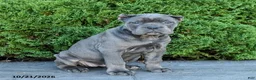 Cane Corso dogs for sale: Legacy - Ad 1