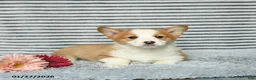 Welsh Corgi Pembroke dogs for sale: Chex - Ad 1