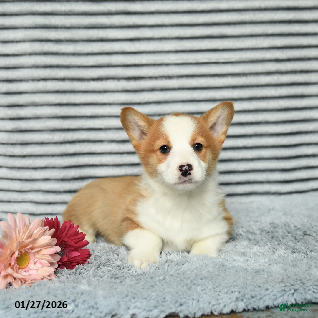 Welsh Corgi Pembroke dogs for sale: Chex - Ad 1