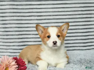 Welsh Corgi Pembroke dogs Chex - Ad 32