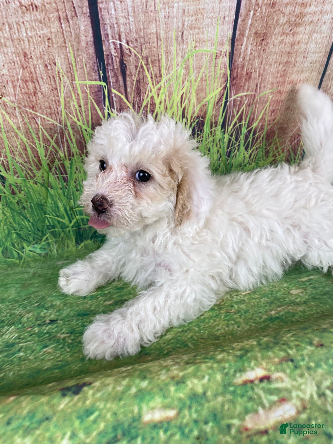 Miniature Poodle dogs for sale: Charlie - Ad 14