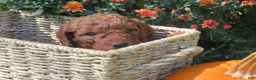 Mini Goldendoodle dogs for sale: Espresso  - Ad 3