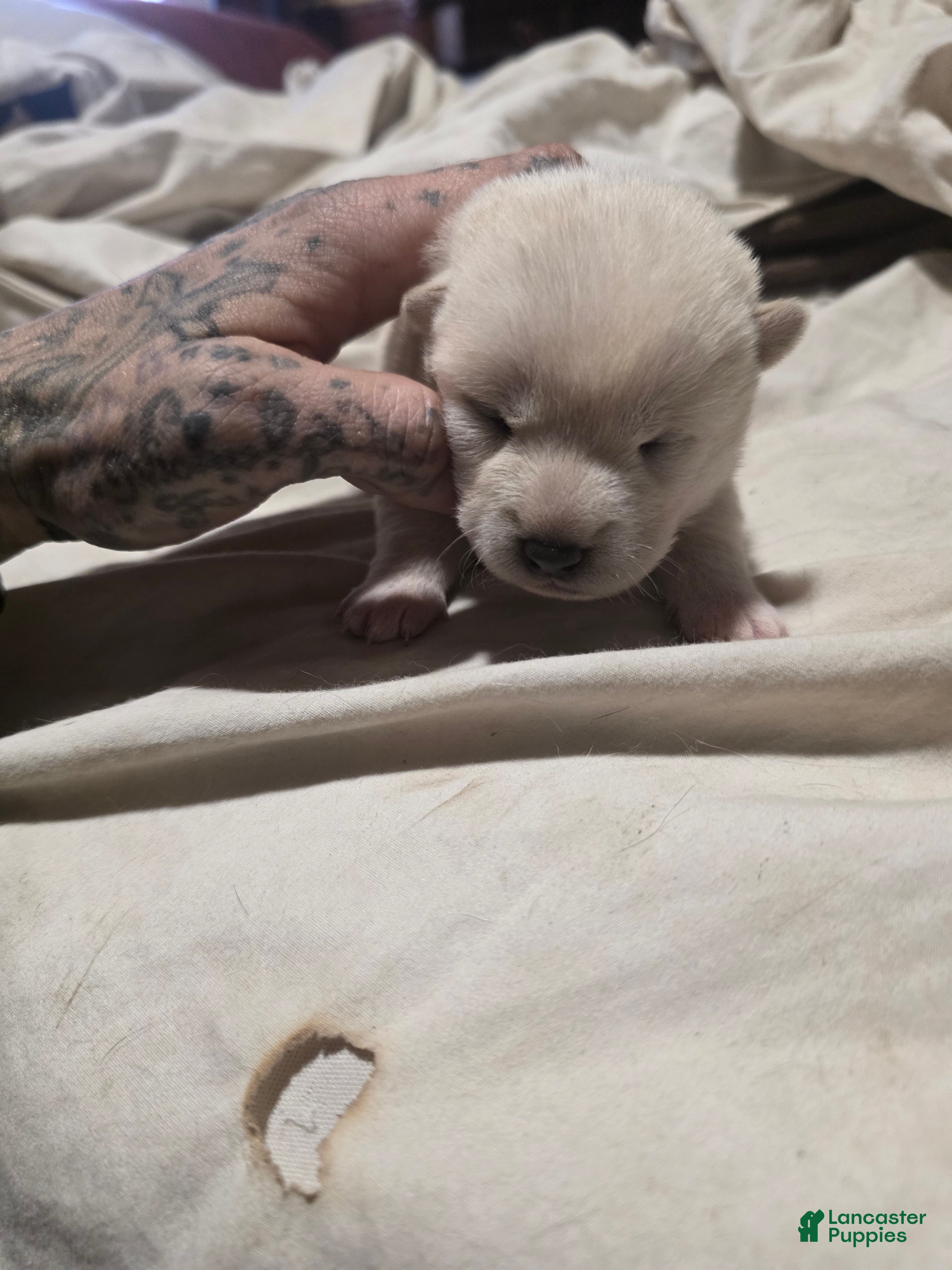 Shiba Inu dogs Shiba Inu Puppy 3 - Ad 2