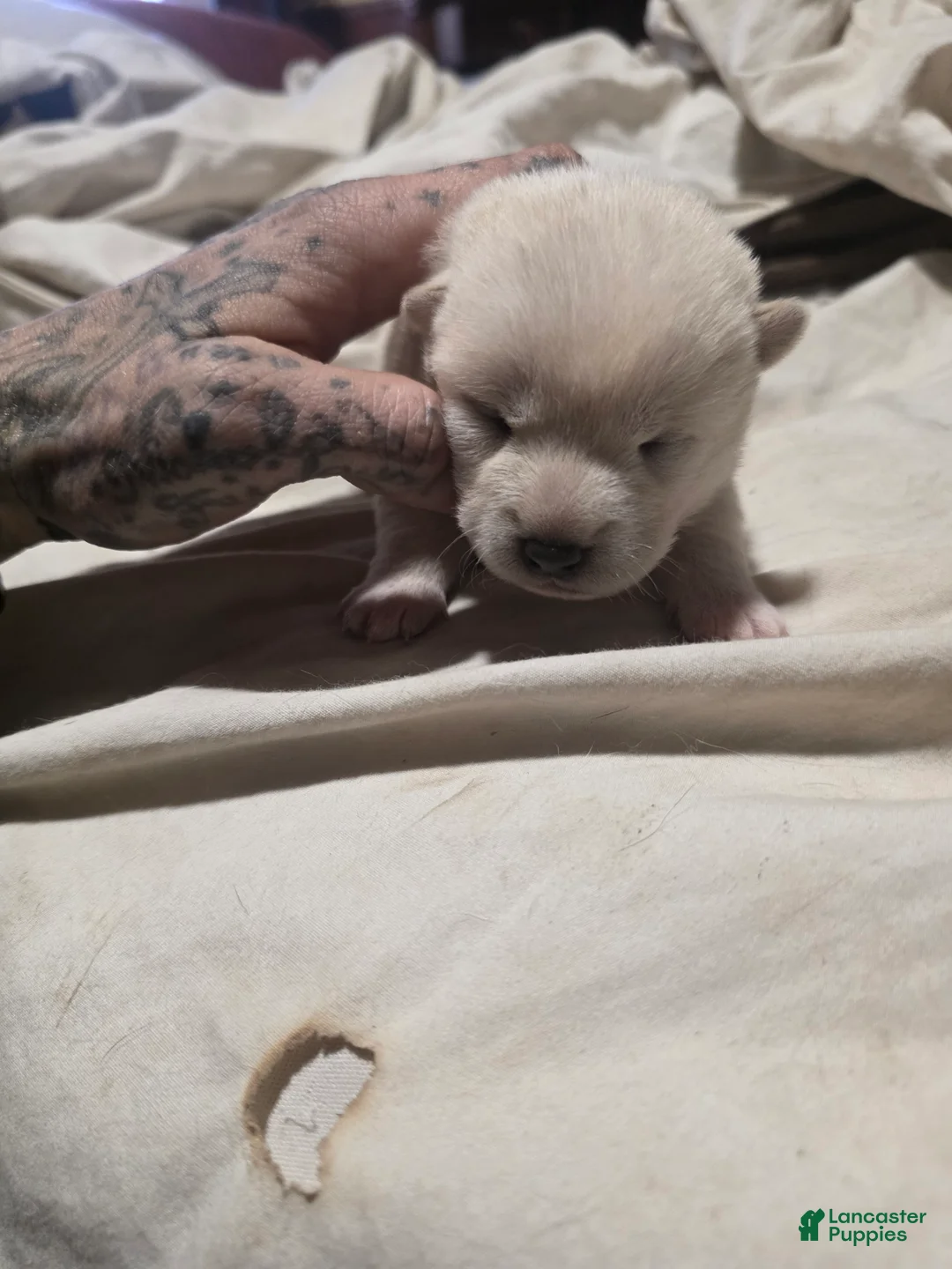 Shiba Inu dogs for sale: Shiba Inu Puppy 3 - Ad 2