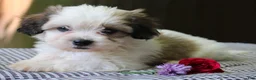 Mixed Breed dogs for sale: Kaydence - Ad 2