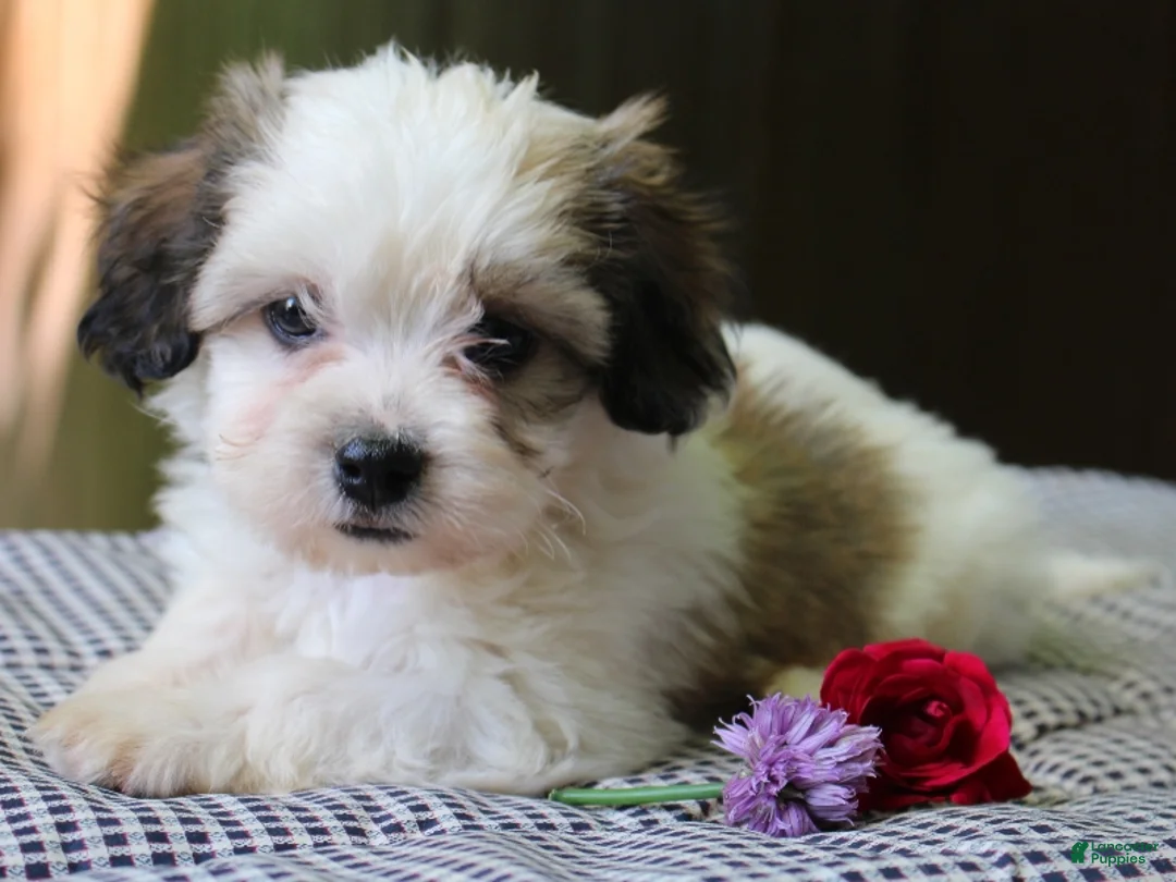 Mixed Breed dogs for sale: Kaydence - Ad 2