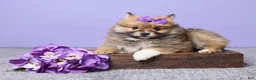 Pomeranian dogs for sale: Bella - Ad 1