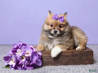 Pomeranian dogs Bella - Ad 18