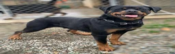 Rottweiler dogs for sale: Rottweiler Puppy 3 - Ad 5