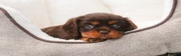 Cavalier King Charles Spaniel dogs for sale: Penelope Cavalier King Charles Spaniel  - Ad 2